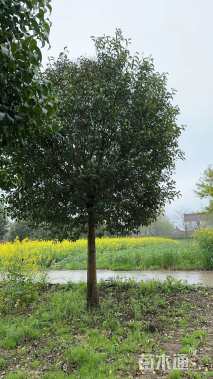 18公分大叶女贞