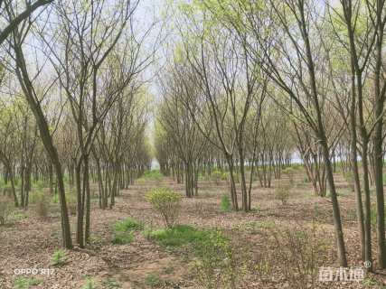 50公分(5杆)丛生榉树