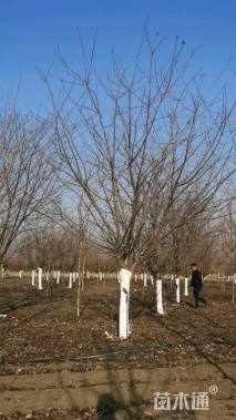 15公分染井吉野樱