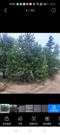 高度5500厘米华山松