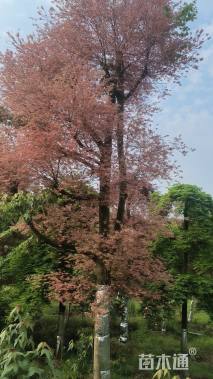 28公分日本红枫