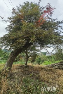 10公分日本红枫