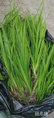 高度30厘米黄菖蒲