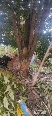 高度300厘米丛生桂花