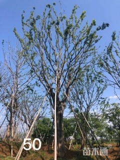 100公分丛生朴树