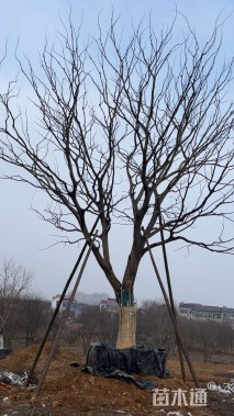 50公分朴树