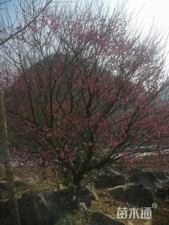 18公分骨里红梅