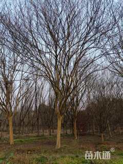 18公分四川红紫薇