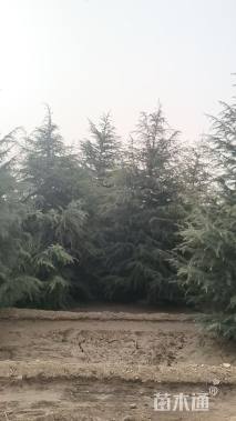 高度700厘米雪松