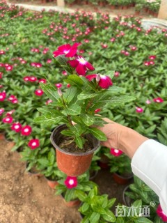 高度20厘米长春花