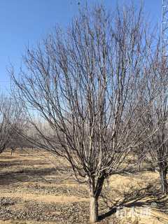 18公分绚丽海棠