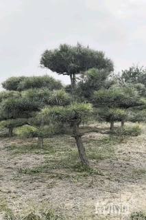 15公分造型油松