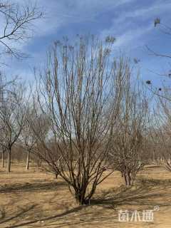 高度400厘米丛生暴马丁香