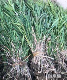 高度60厘米芦竹