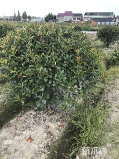 冠幅180厘米红叶石楠球