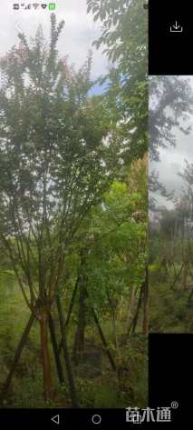 10公分小叶紫薇