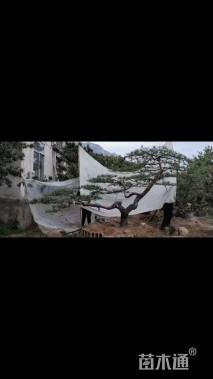 高度40厘米黑松