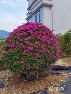 冠幅250厘米三角梅球