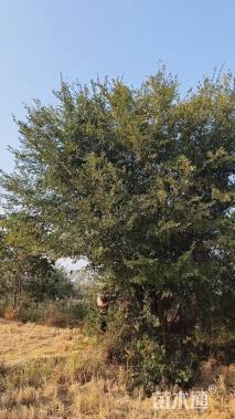 40公分(3杆)丛生榔榆