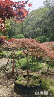 高度180厘米羽毛枫