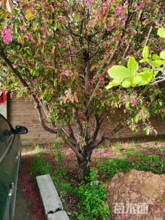 23公分绚丽海棠