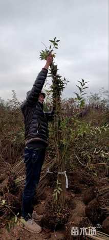 高度150厘米连翘