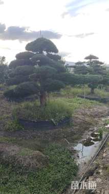 容器苗造型罗汉松