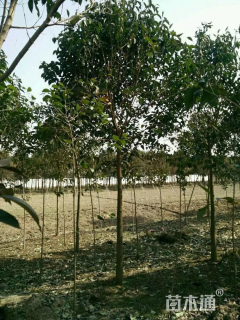 12公分大叶女贞