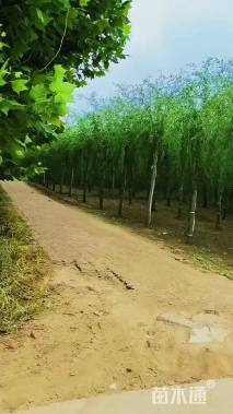 13公分嫁接垂柳