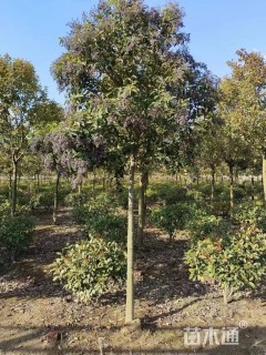 10公分大叶女贞