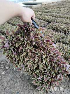 高度18厘米彩叶草