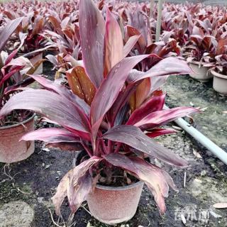 高度35厘米澳洲朱蕉