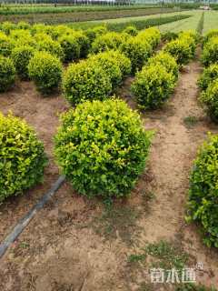 冠幅100厘米金叶女贞球