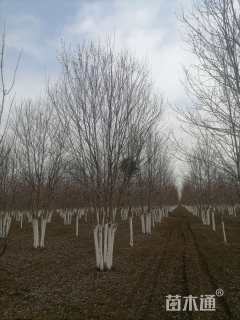 高度800厘米丛生美国红枫