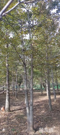 25公分丛生银杏