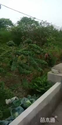 高度200厘米小叶女贞