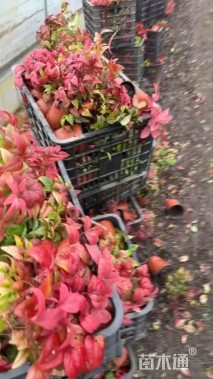 高度20厘米火焰南天竹