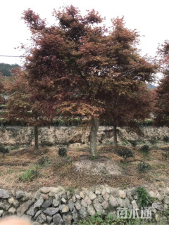 20公分日本红枫