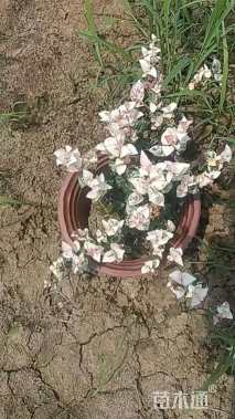 15厘米花叶络石