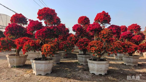 15公分造型三角梅