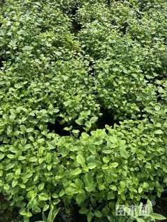 高度30厘米鼠尾草