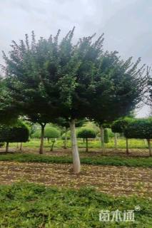 14公分丝棉木高接卫矛