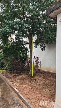 31公分红果冬青