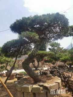 30公分造型油松