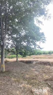 25公分丛生朴树