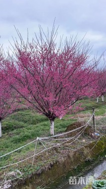 15公分骨里红梅