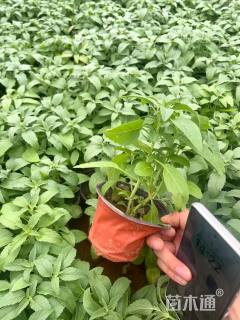 高度20厘米鼠尾草