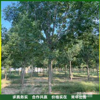 高度600厘米小叶白蜡