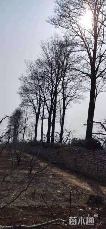 50公分楸树