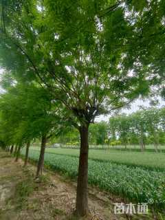 22公分国槐